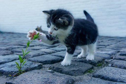 Het huishouden is leuker met een kat – Hoe bereid je je voor en wat moet je doen voordat je een kat neemt?