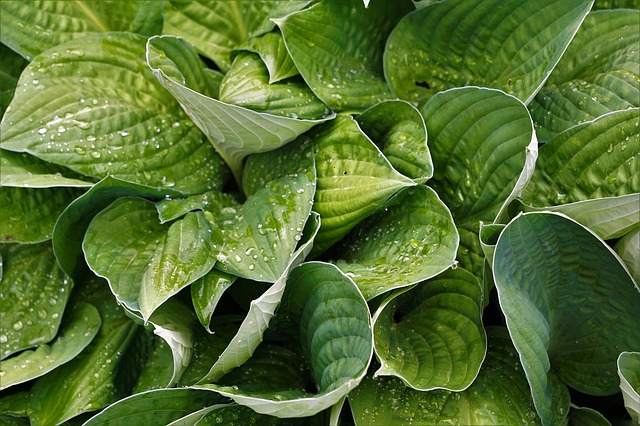 Plants also have hormones