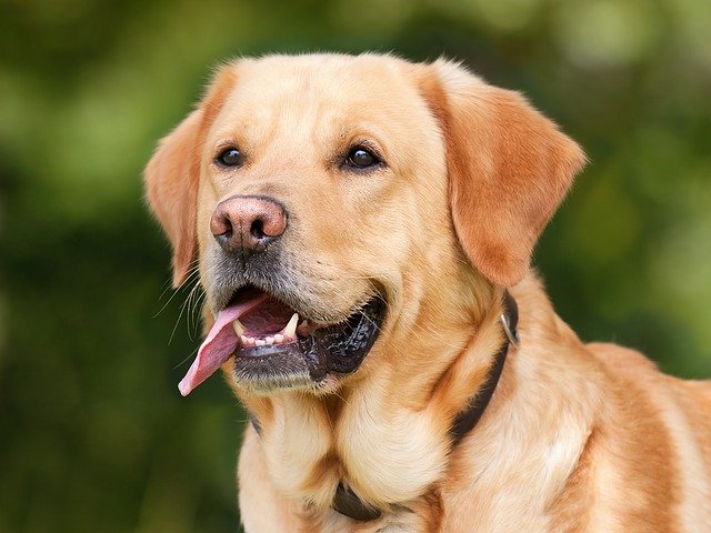How to choose the right granules for our 4-legged friends