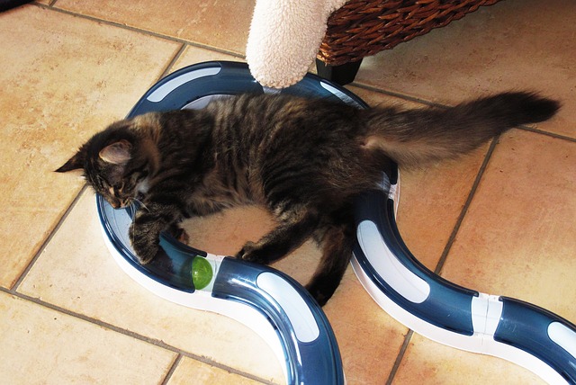 Pet Toys