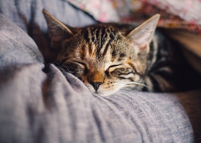Cats don’t have to be cute